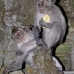monkey_macaque_balinese_mf_ubud_v_0983_bal4699.jpg